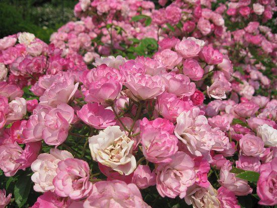 Maplewood Park and Rose Garden